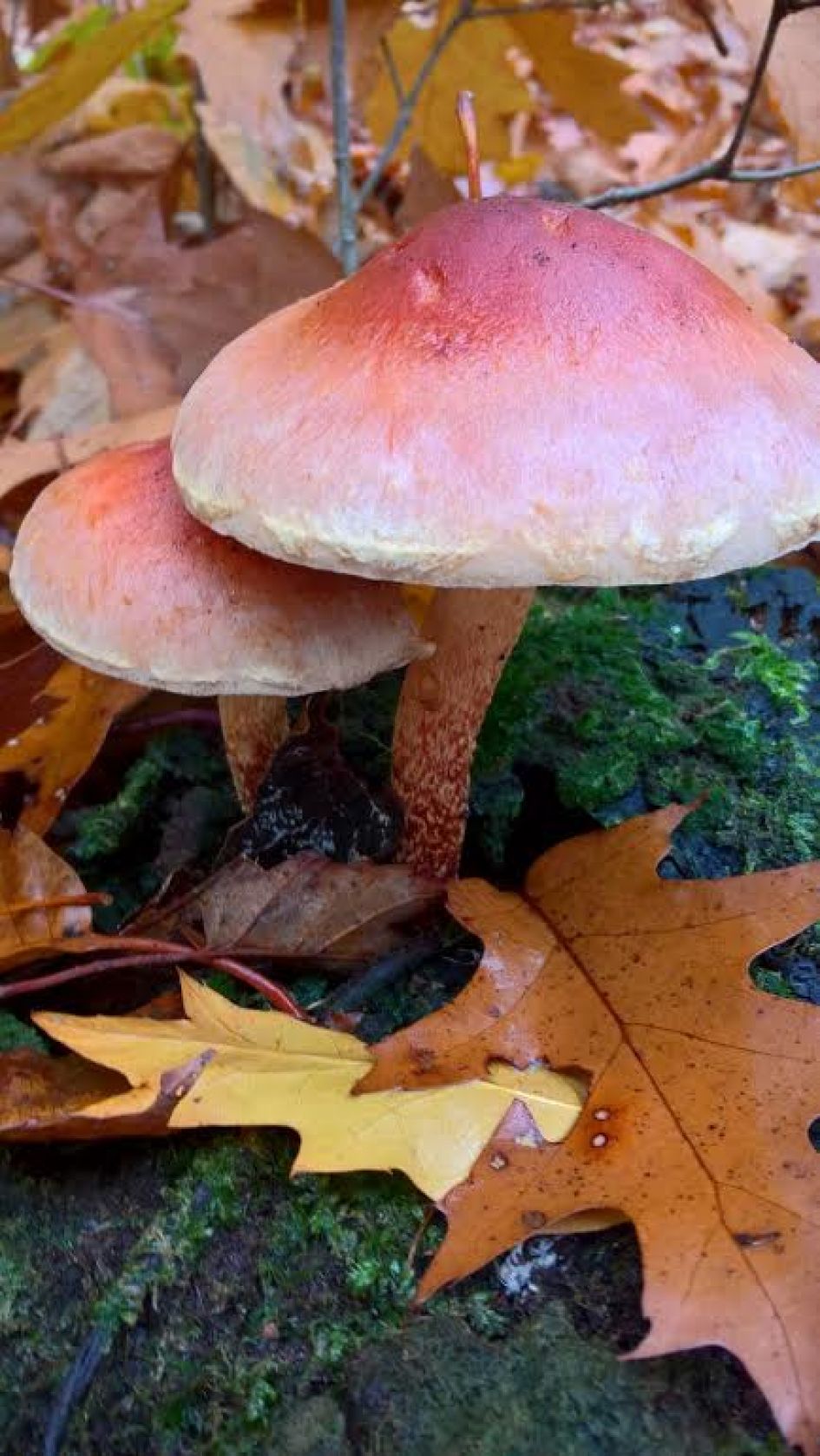 Nog een paddenstoel
