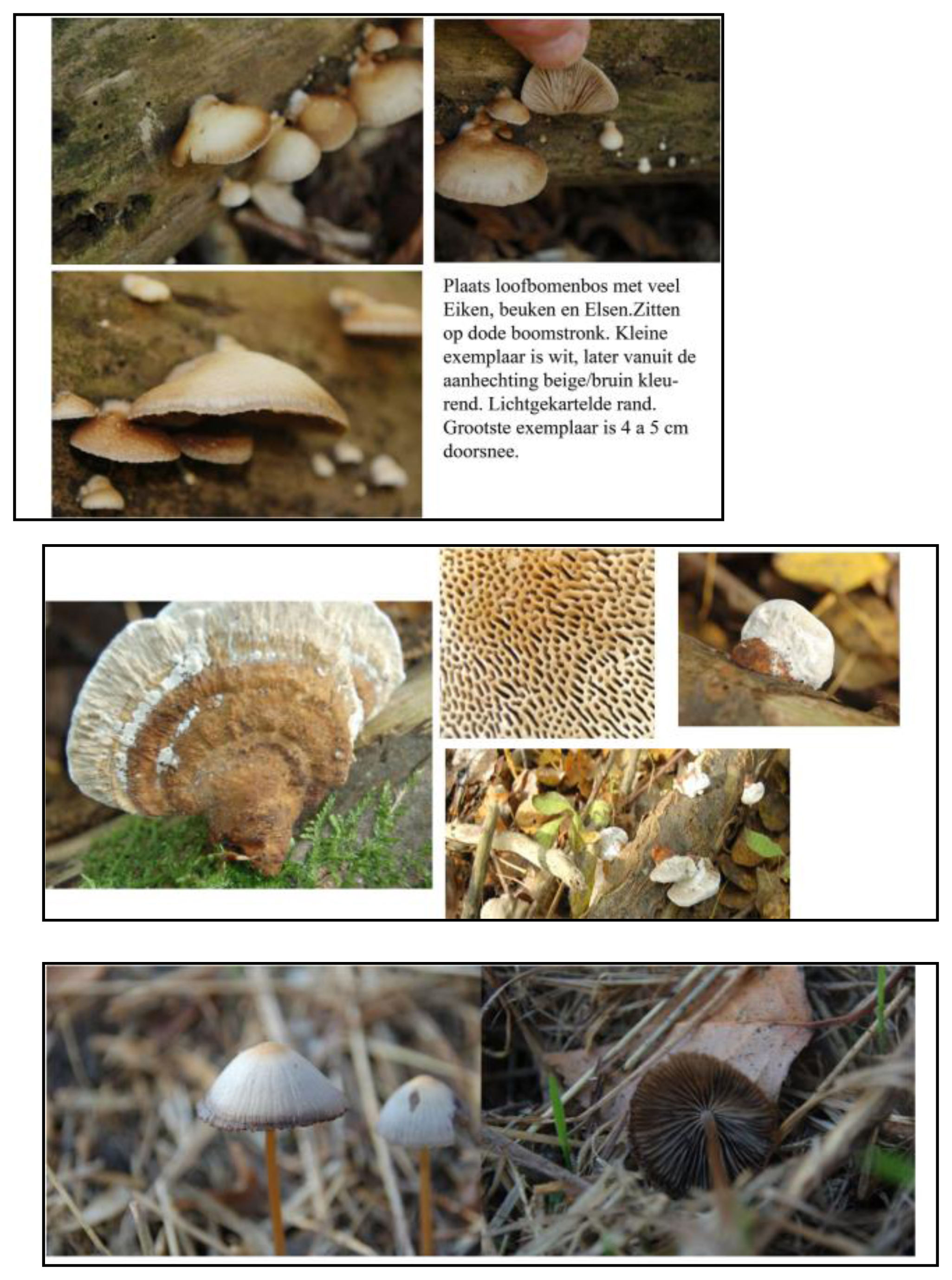 Nogmaals (nieuw foto's)