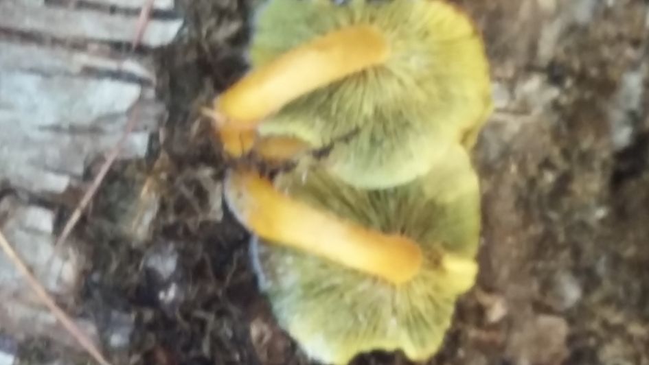 vraag over een "paddenstoel"