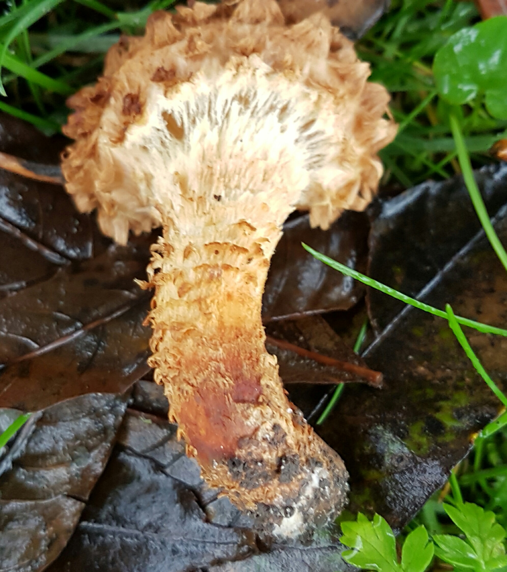 Welke paddenstoel is dit?