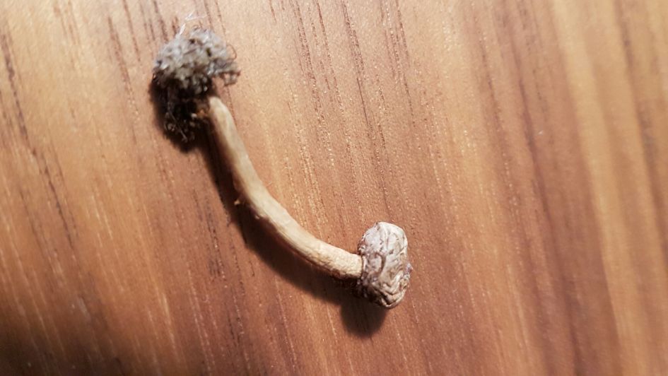 Is dit een Gesteelde stuifbal?