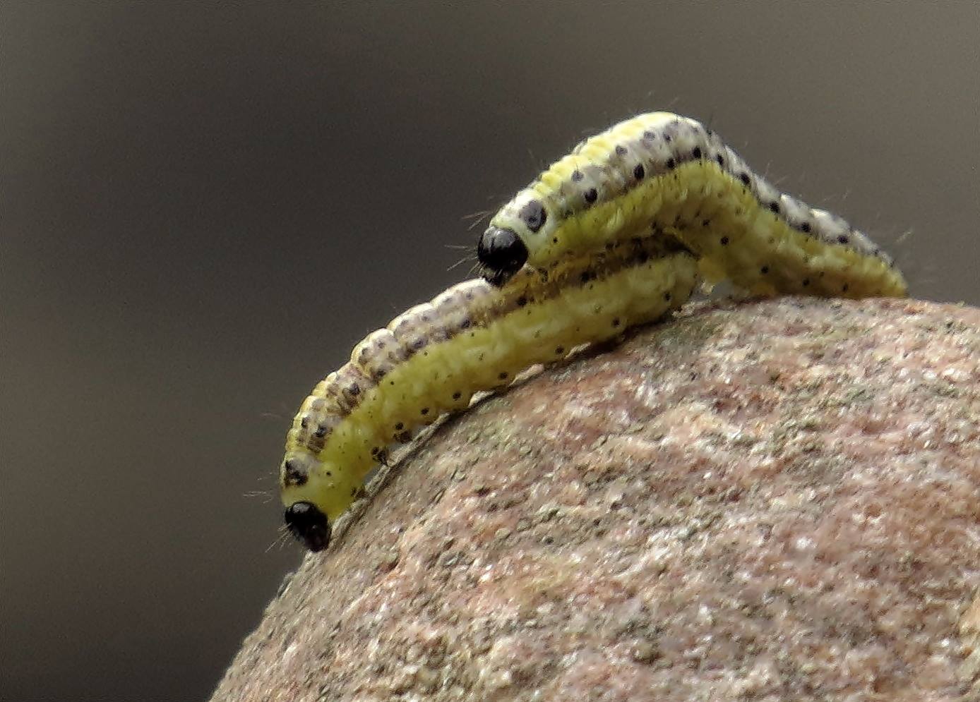 Volgens mij larven van bladwespen maar van welke is voor mij de vraag