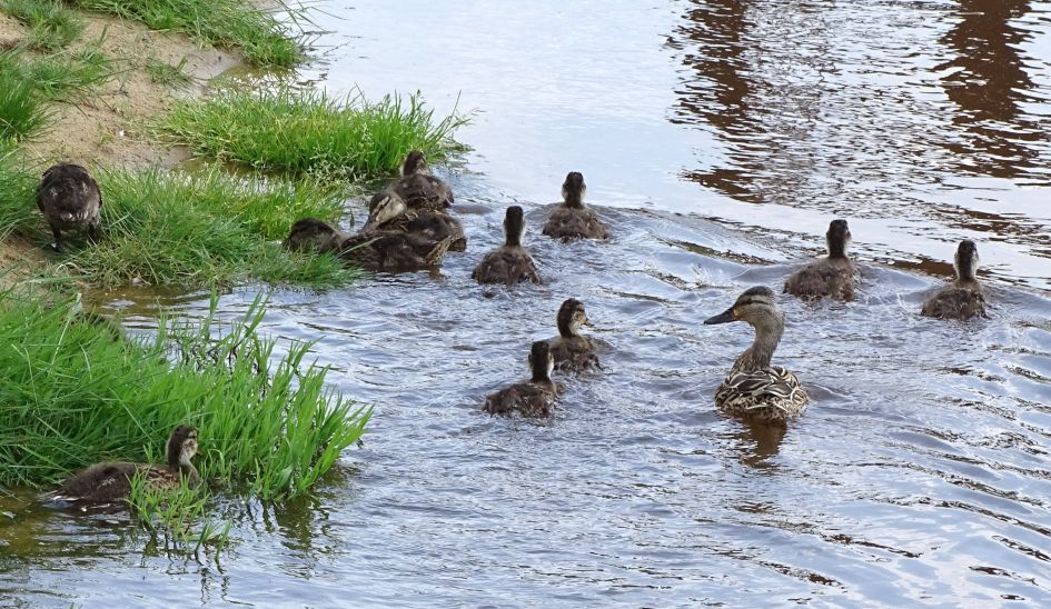 welke eend zal dit zijn?