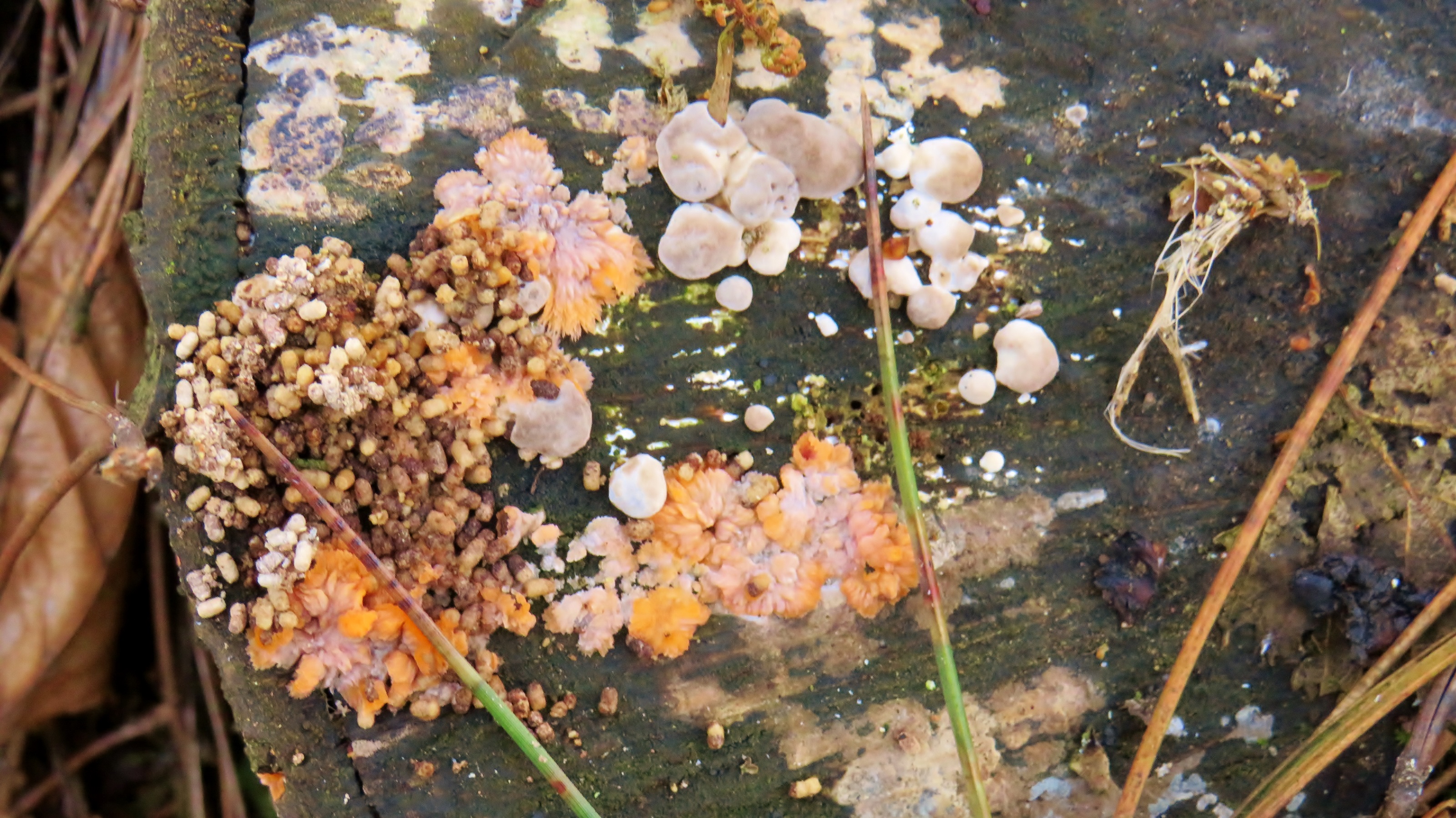 Als op een serveerblaadje