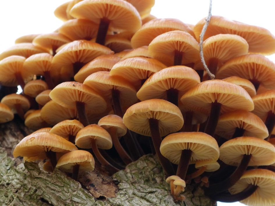 Welke paddenstoel is dit?