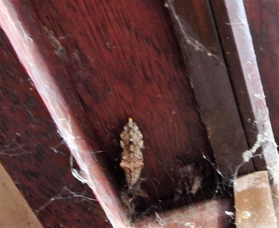 VAN WELKE VLINDER IS DEZE POP?