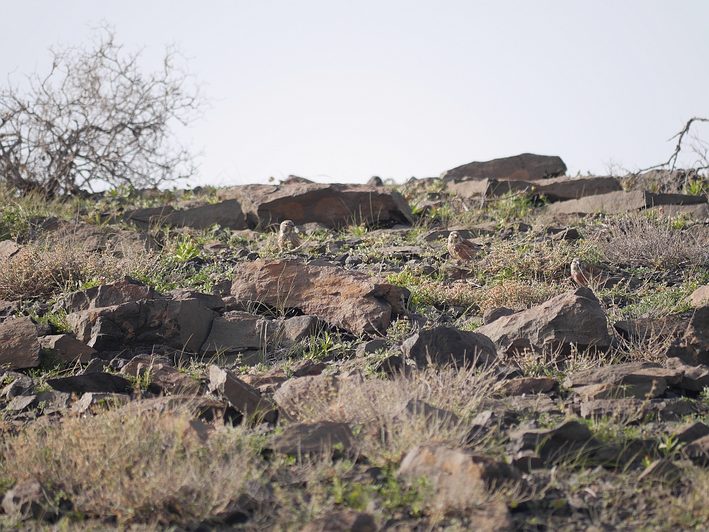 Zijn dit rode woestijn vinken?