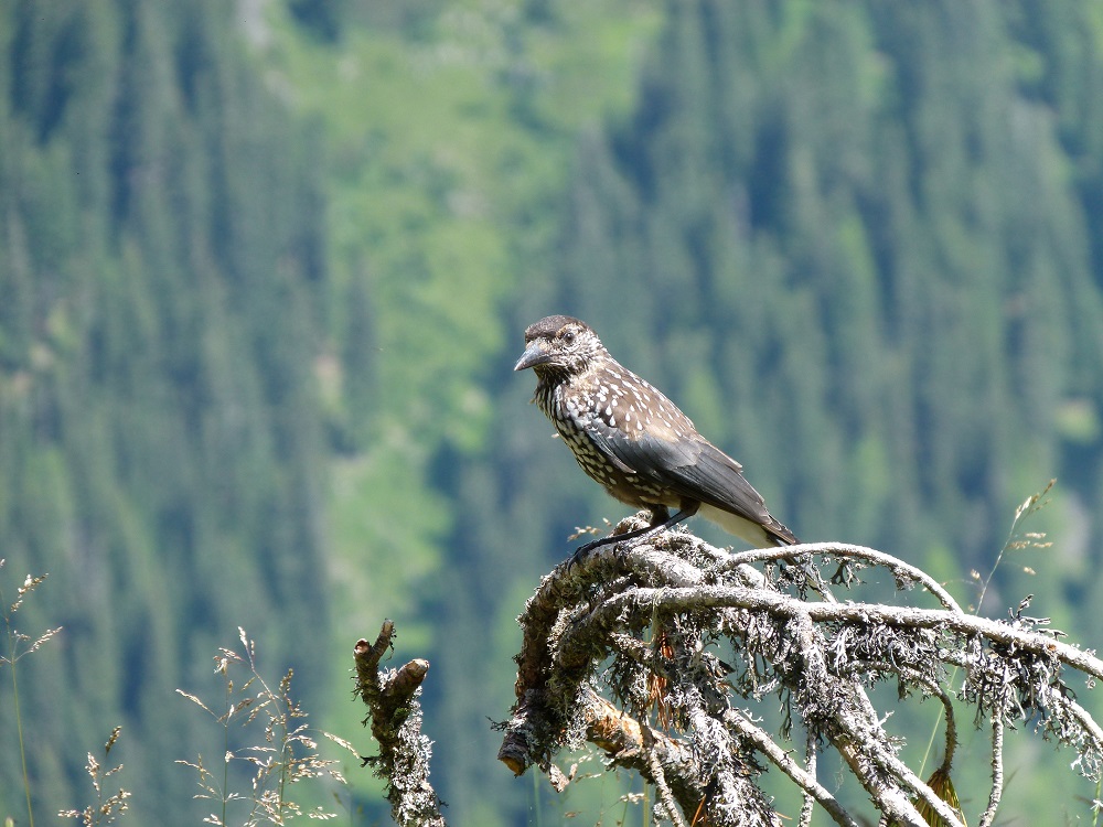 wat is dit voor vogel