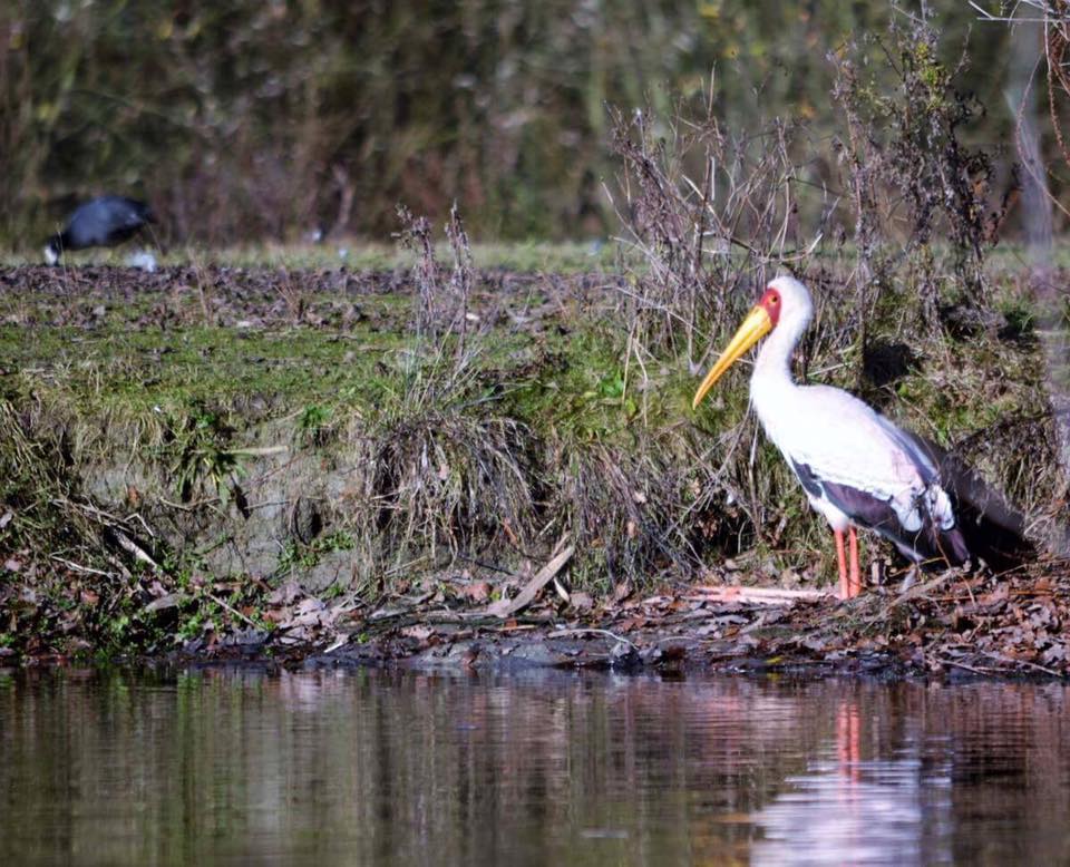 Nimmerzat in Hengelo Ov