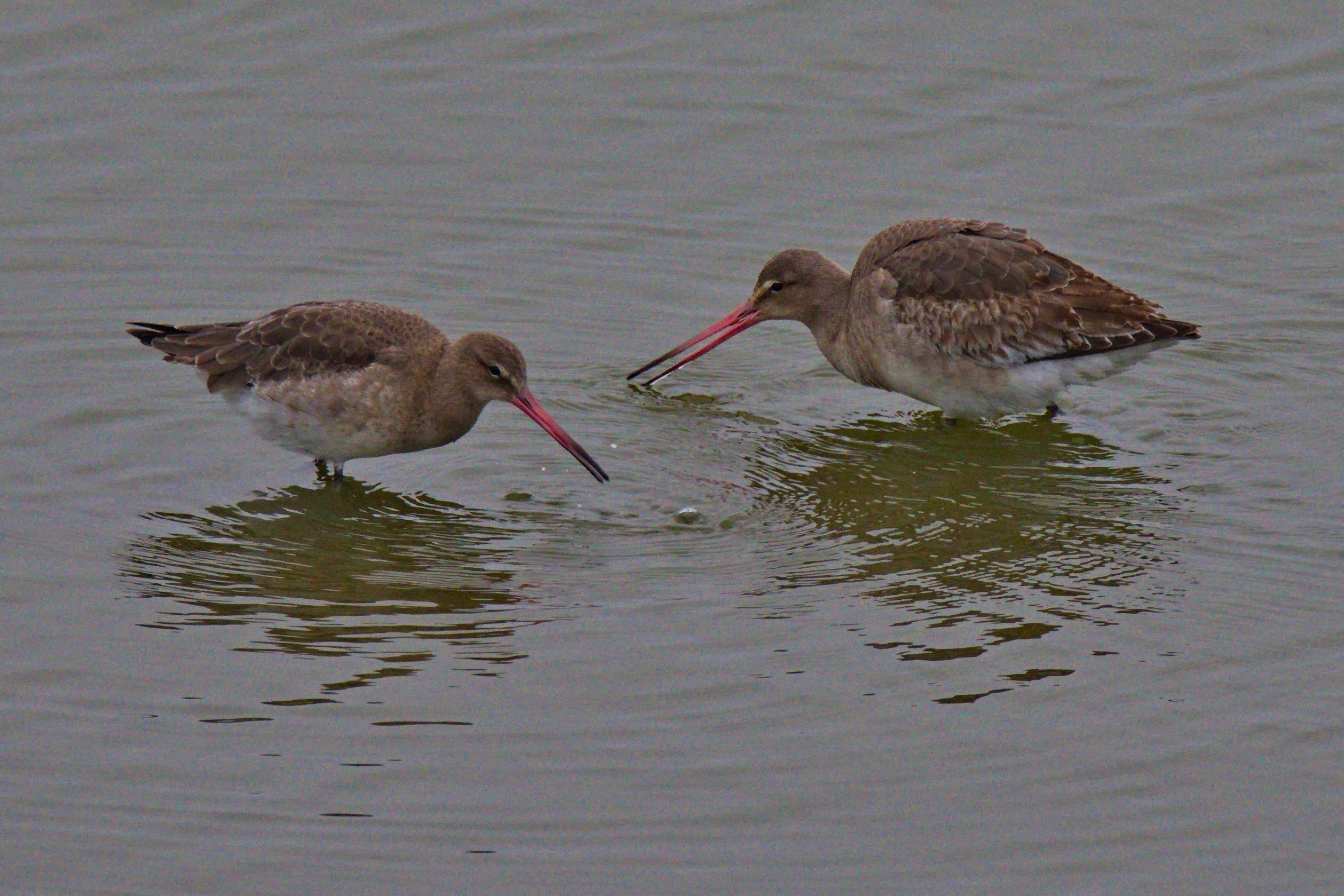 Rosse Grutto of gewone Grutto?