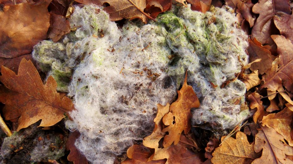 Zwam in ontwikkeling?