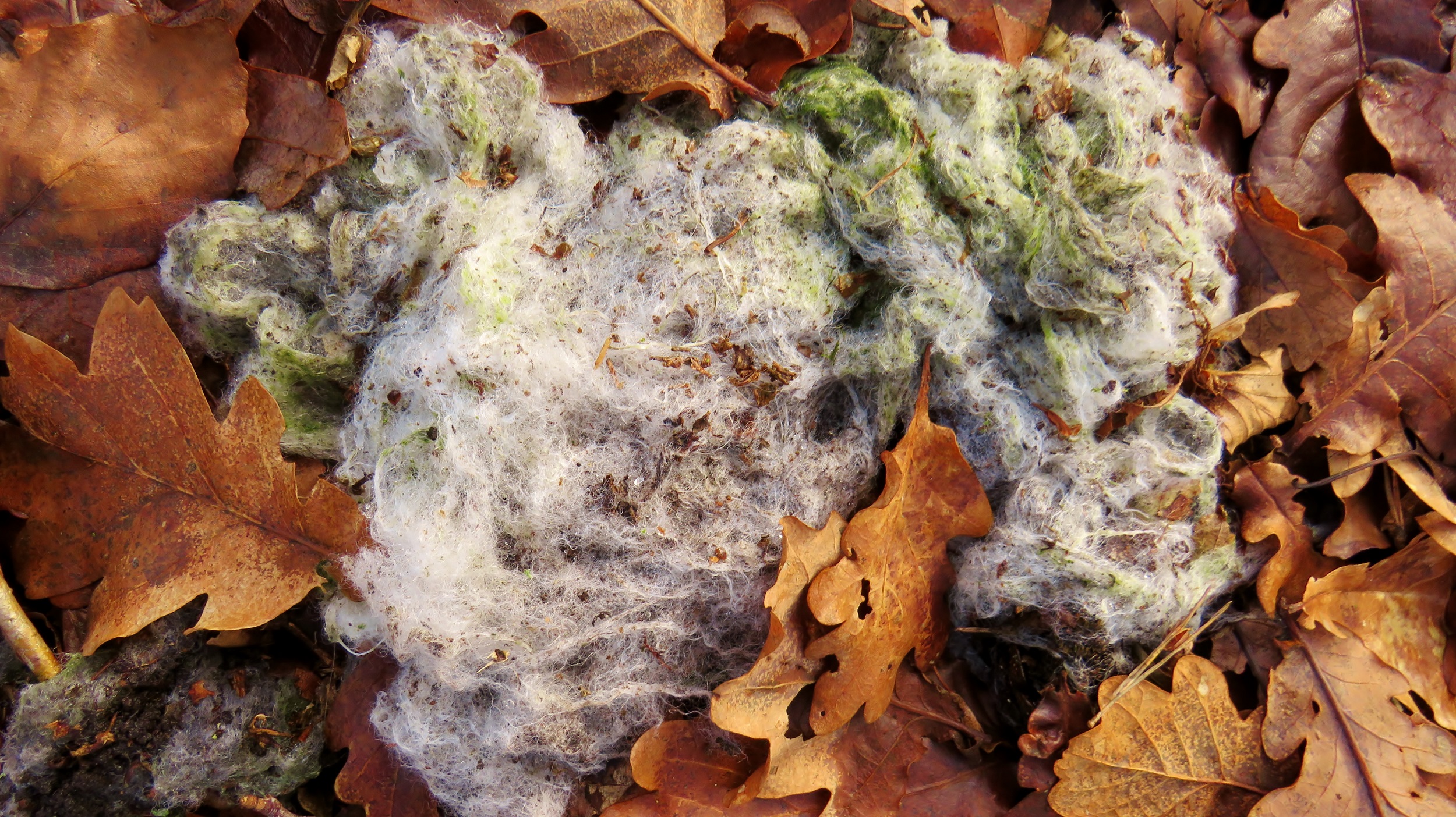 Zwam in ontwikkeling?