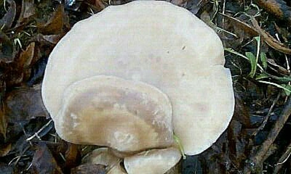 Welke paddenstoel is dit ?