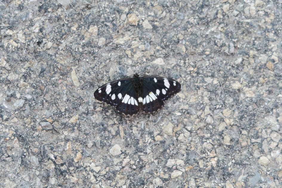 Ken iemand deze vlinder?