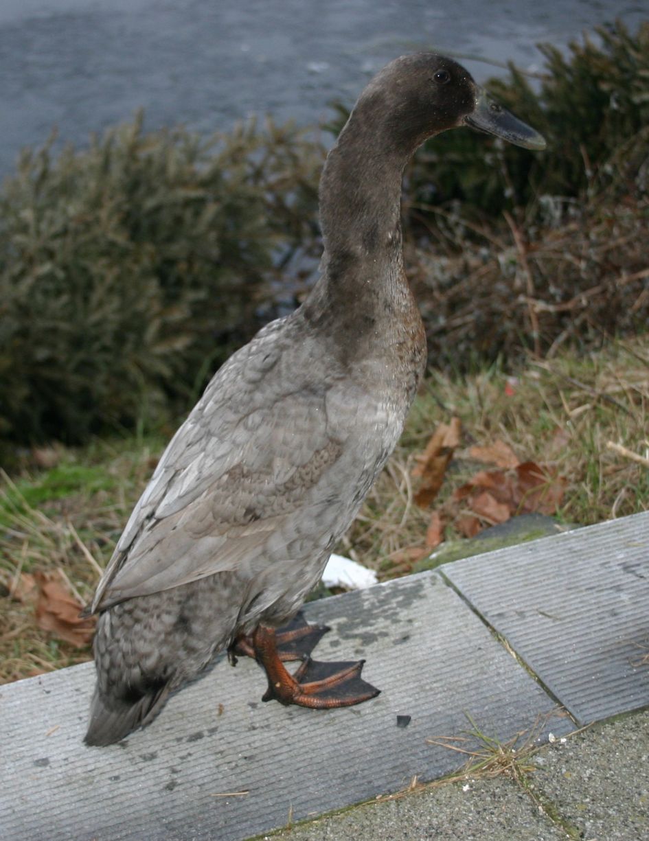 onbekende wintergast
