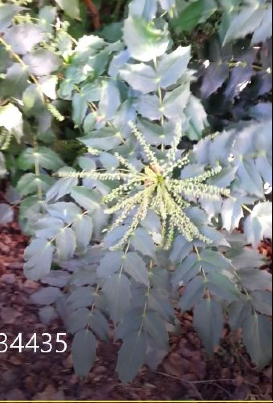 Struik in gemeenteplantsoen