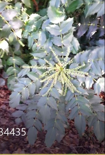 Struik in gemeenteplantsoen