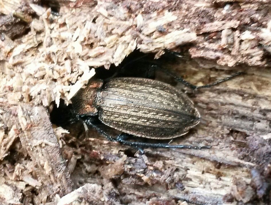 Rasterschallebijter?