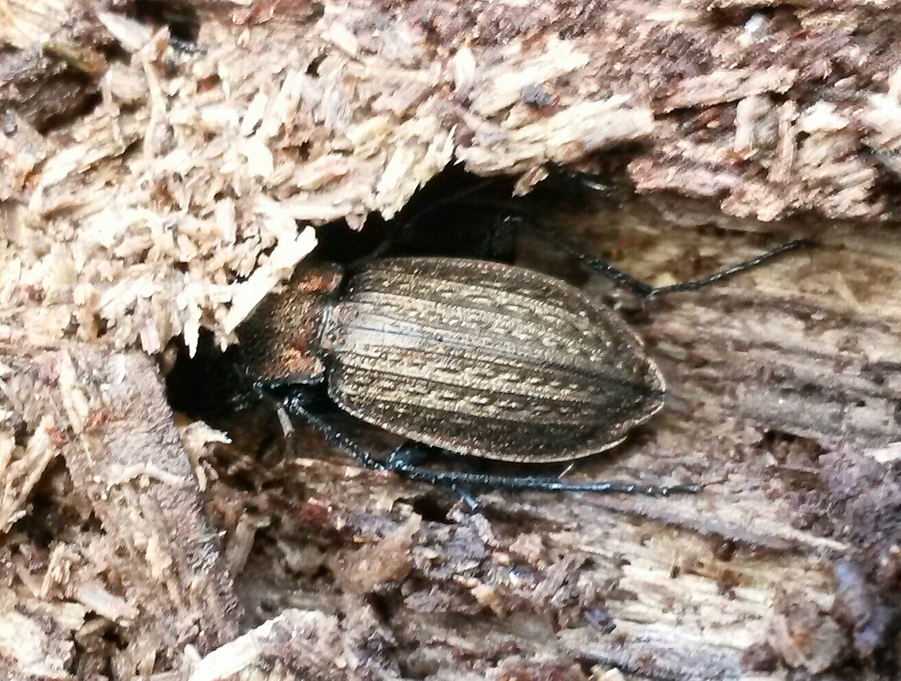 Rasterschallebijter?