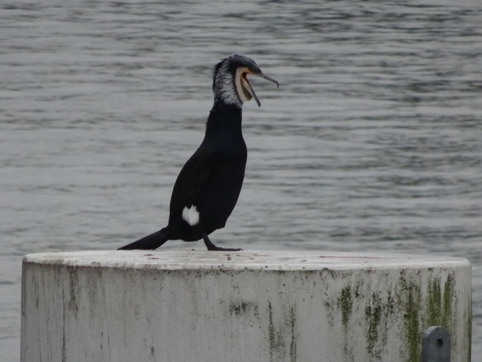 Gapen, Boeren of Rekken/strekken ?