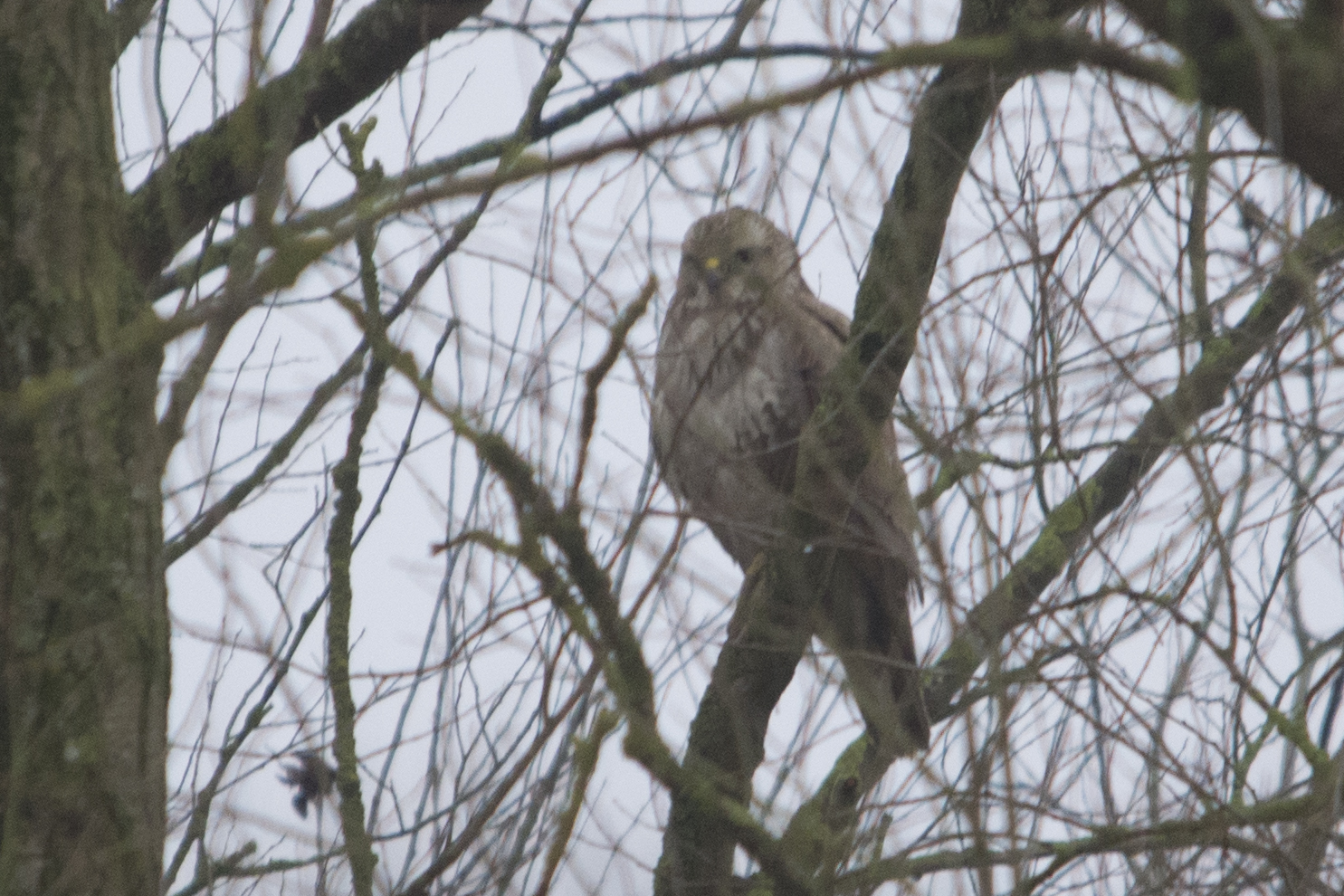 Buizerd, Kiekendief of wat anders