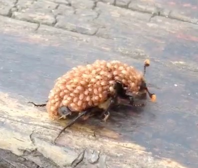 Wat krioelt er op de rug van deze kever?