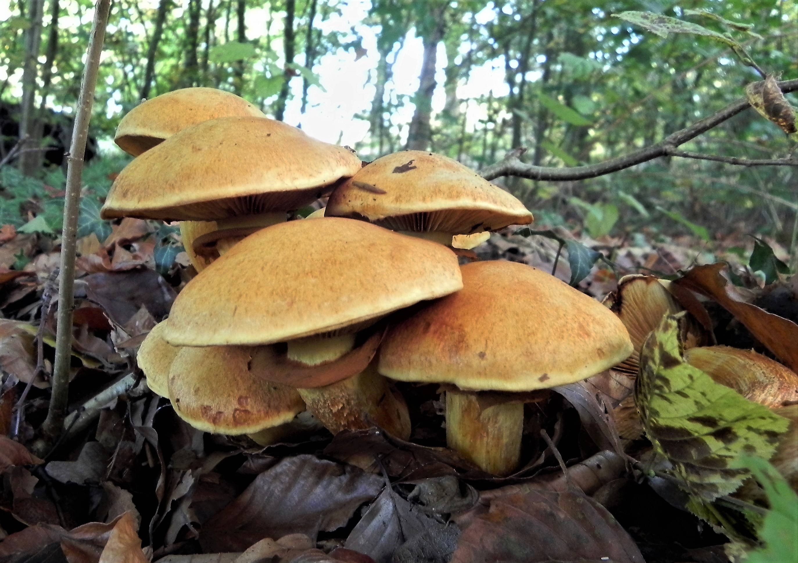 Wat is de juiste naam?