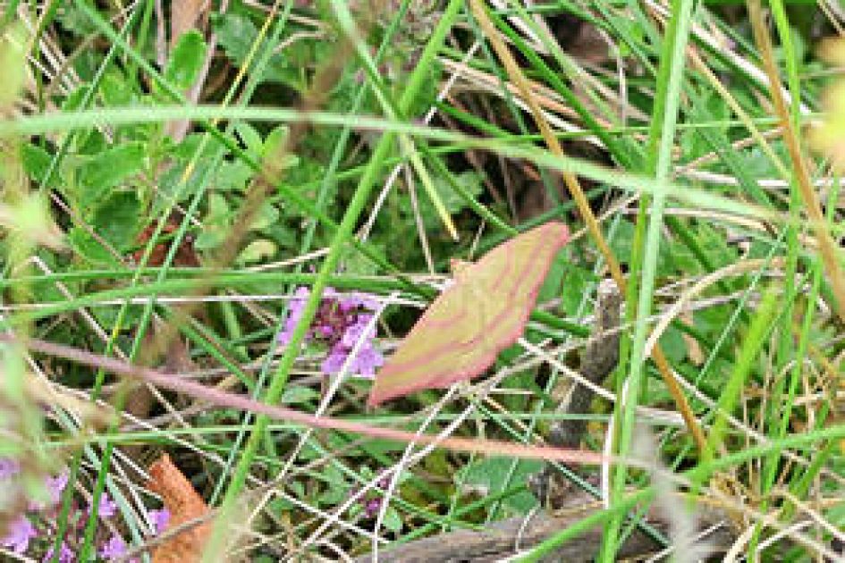 Wat is dit voor vlinder?