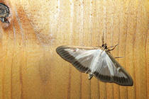 Ik heb alweer een vraag!