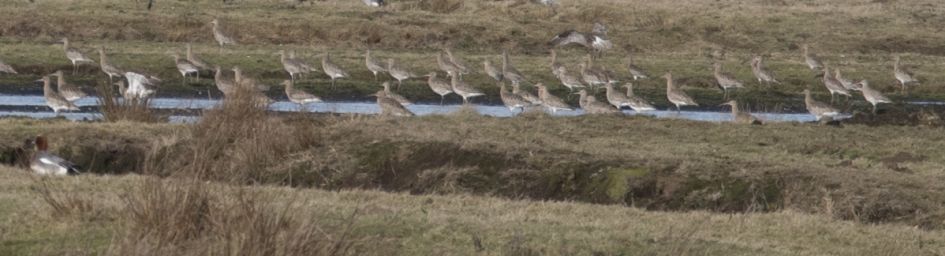 Wat is dit voor weidevogel ?
