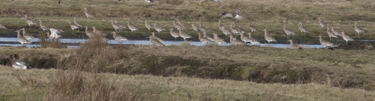 Wat is dit voor weidevogel ?