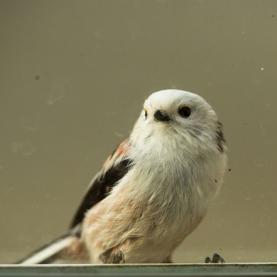 gedrag witkopstaartmees