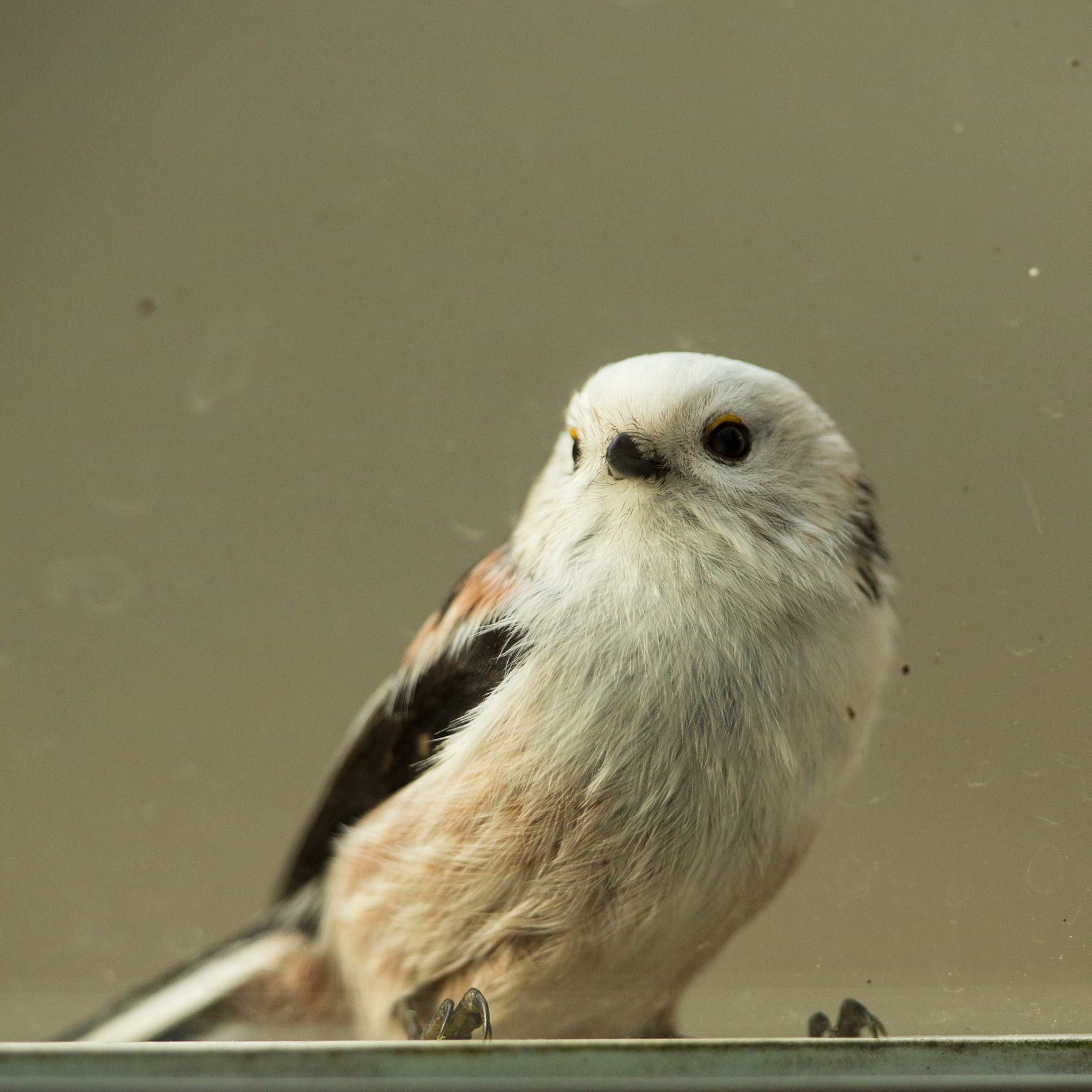 gedrag witkopstaartmees