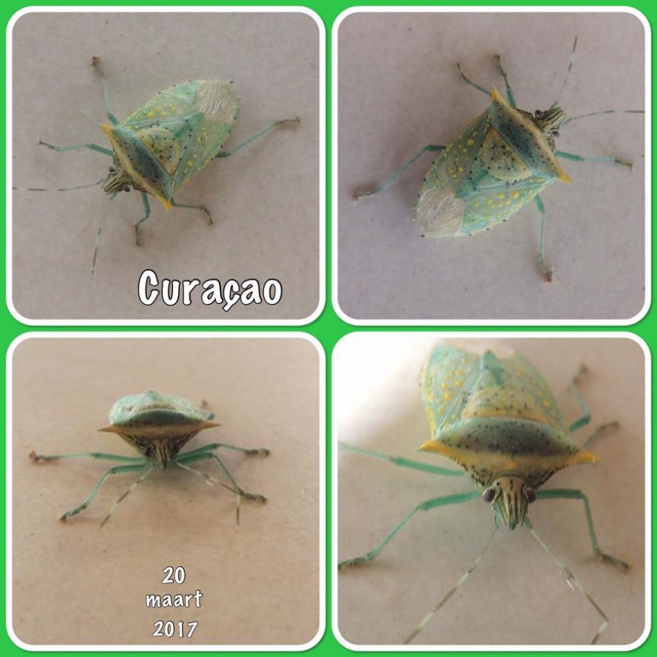 hoe heet dit beestje