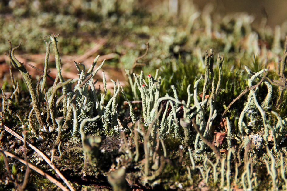 Mos met rode stipjes