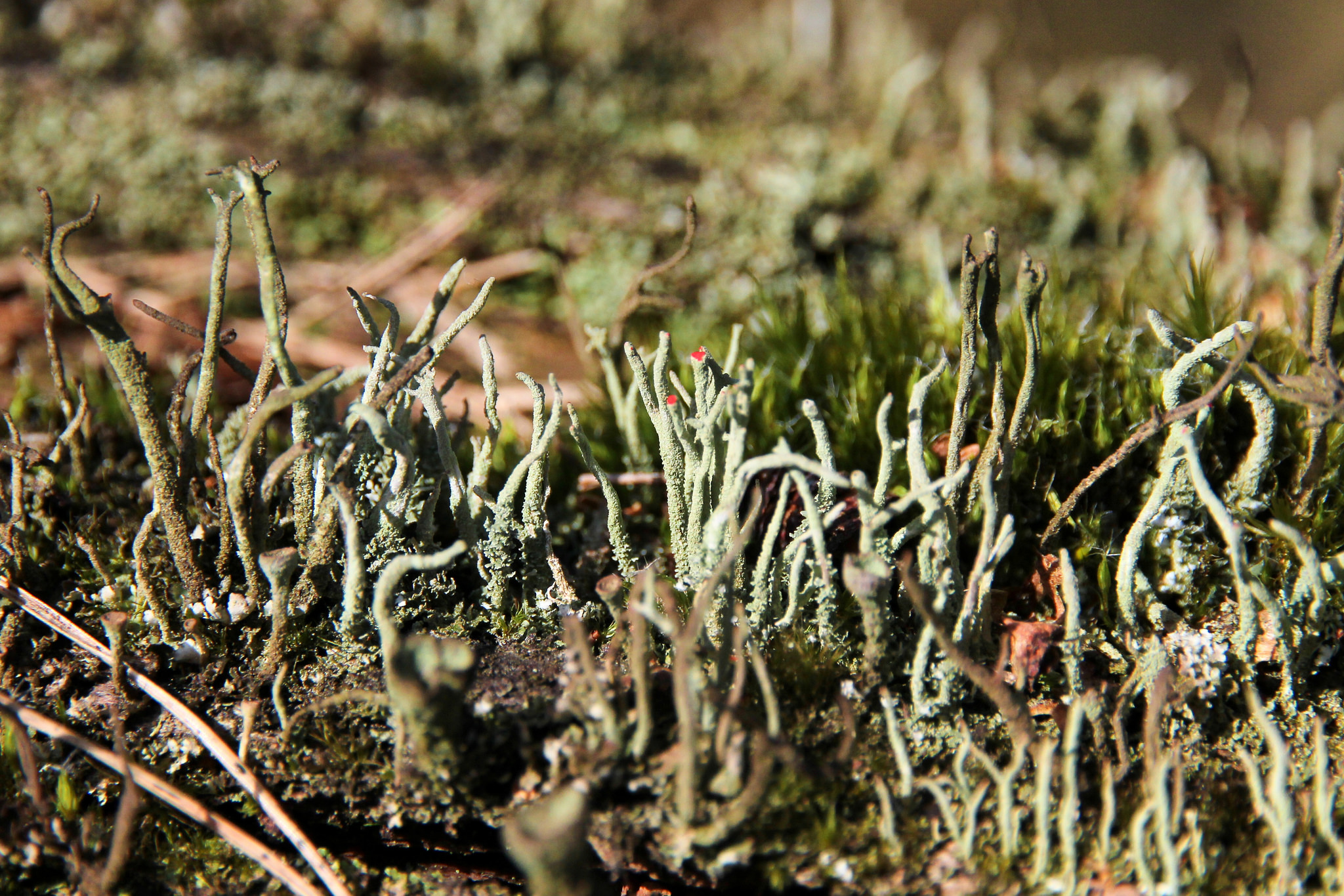 Mos met rode stipjes