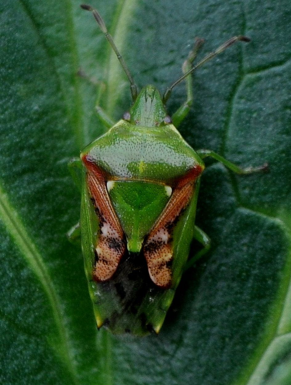 Welke wants (nimf) is dit?