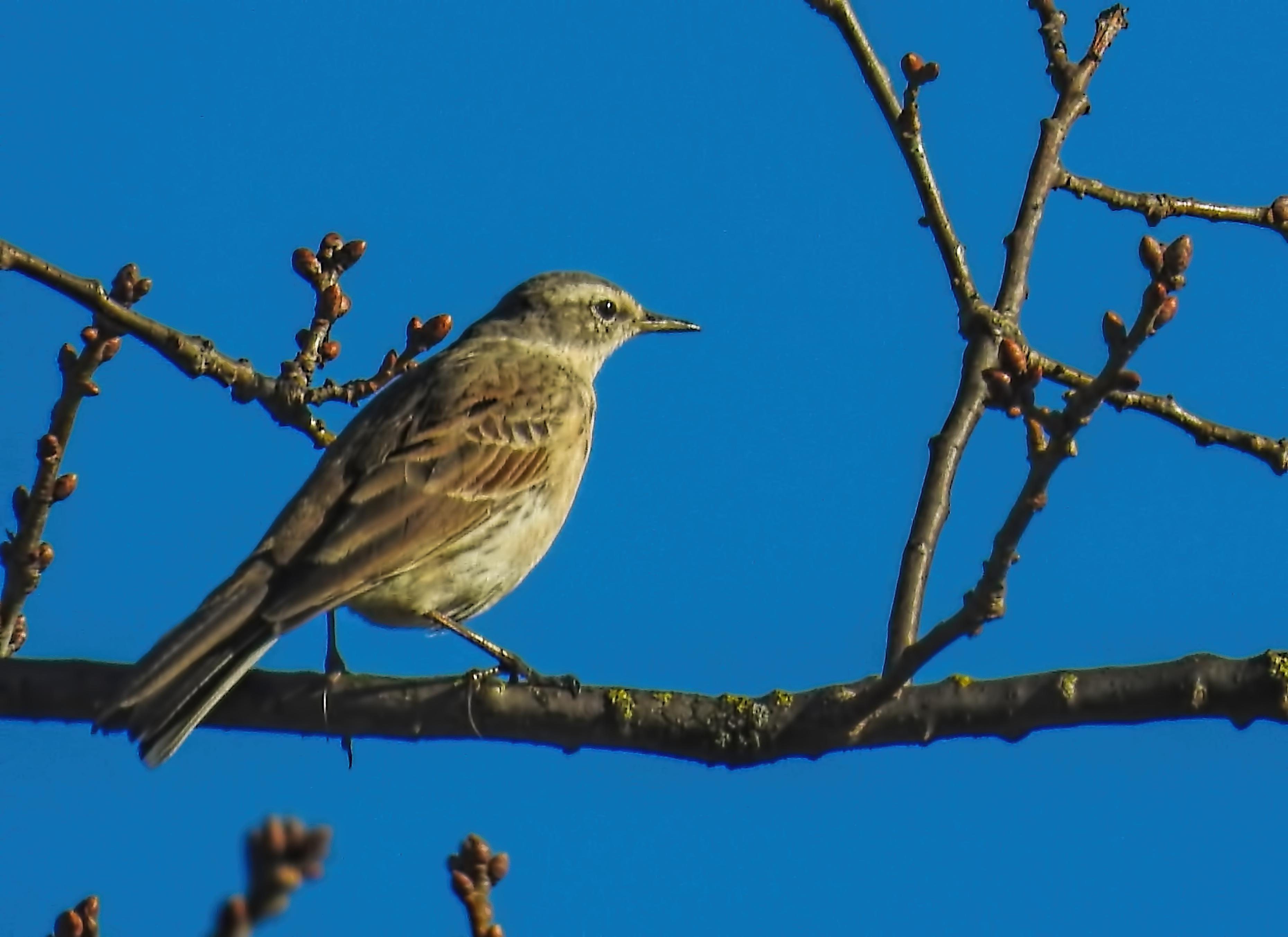 Wie weet de naam van deze vogel?