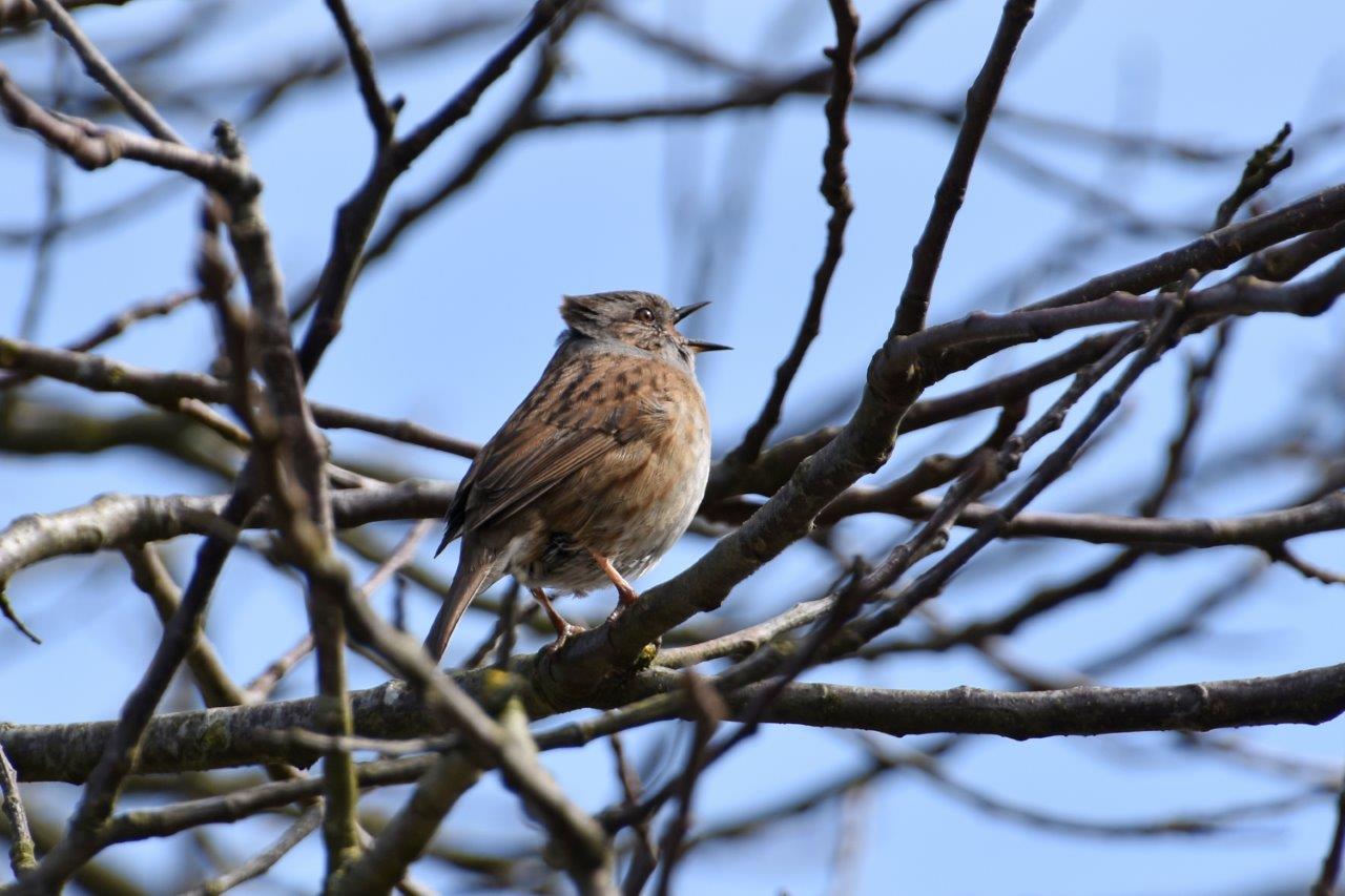 Welk vogeltje is dit?