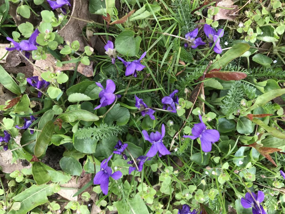 Weet iemand welk plantje dit is?