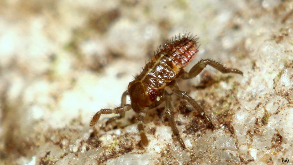 Misschien een nimf ...?