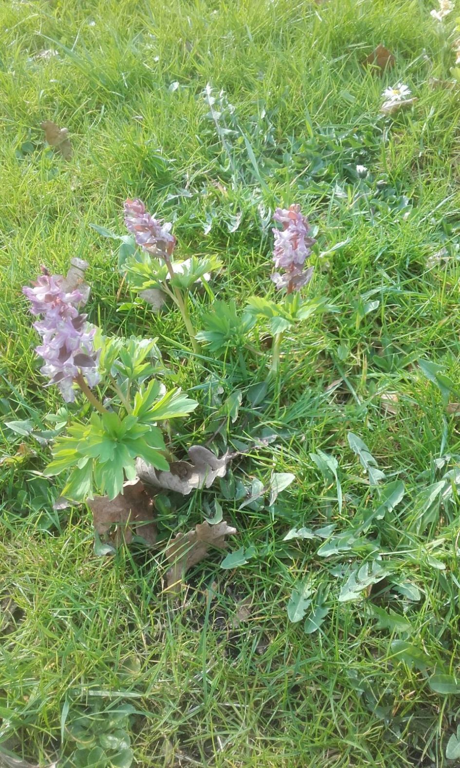 paars orchidee-achtig bloemetje