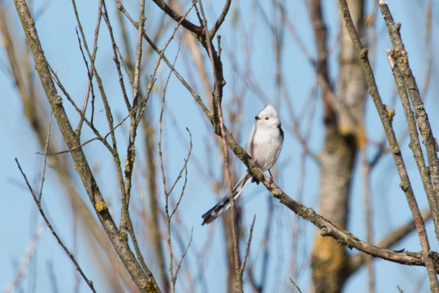Is dit een witkopstaartmees?