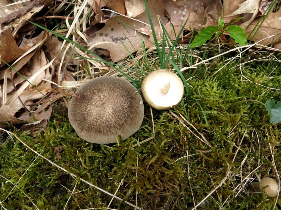 welke paddenstoel