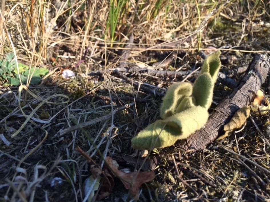 Plant/schimmel/paddestoel?