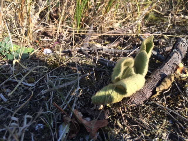 Plant/schimmel/paddestoel?