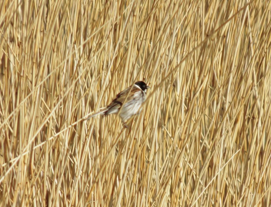 gespot in het Lauwersmeer