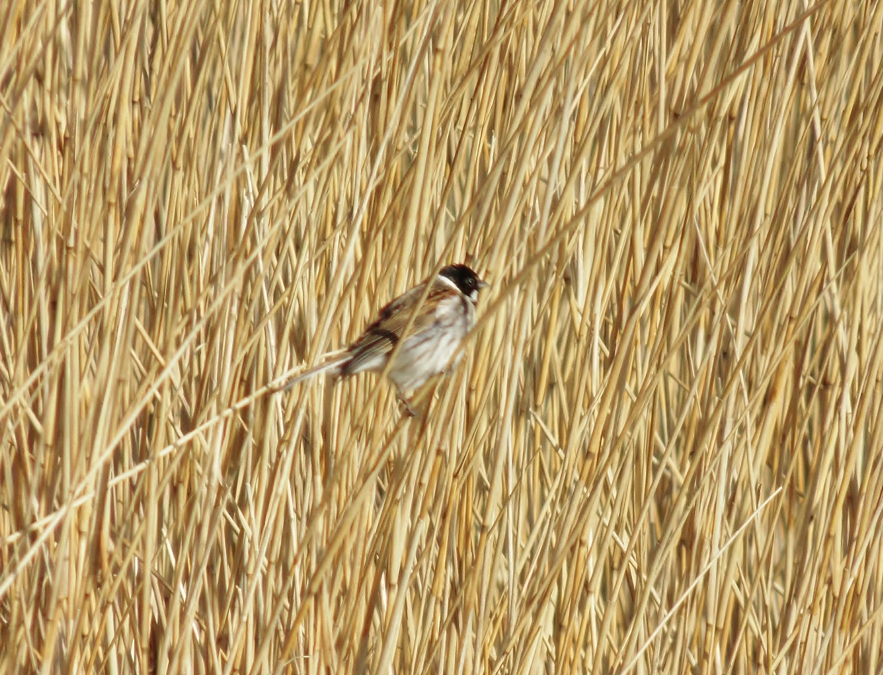 gespot in het Lauwersmeer