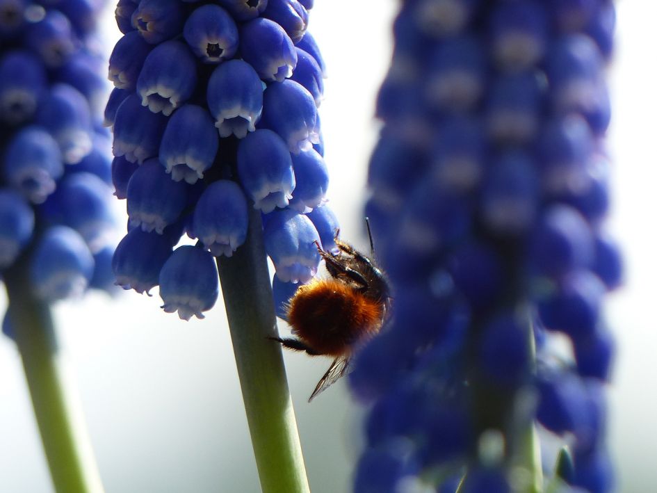 welke hommel is dit?