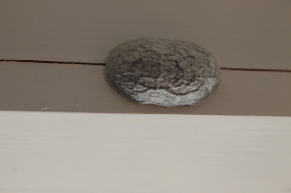 Welke schimmel is dit?